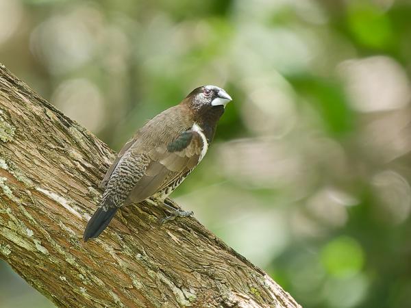 <h3><a href="/trips/tanzania/biota/animalia/chordata/aves/040 passeriformes/115 estrildidae/lonchura cucullata/lonchura cucullata-nl.html">Lonchura&nbsp;cucullata</a> / Bronze&nbsp;mannikin / Gewoon&nbsp;ekstertje</h3>OM-1 Mark II met OLYMPUS M.150-400mm F4.5, 1/2000 sec  bij F4.5, ISO 4000, afstand 14.4&nbsp;m